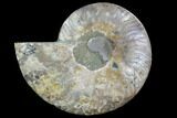 Agatized Ammonite Fossil (Half) - Agatized #91176-1